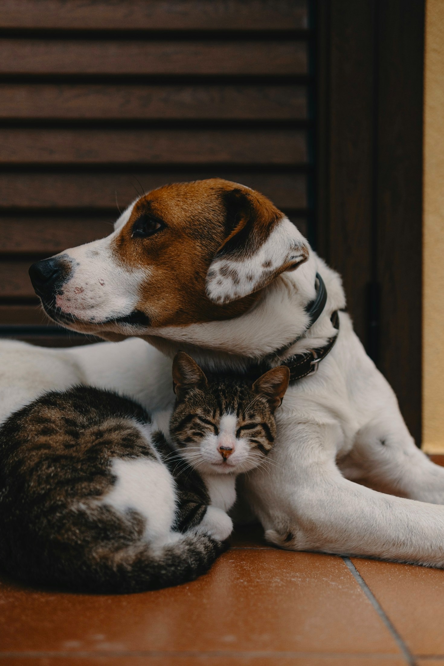 Como Escolher os Melhores Brinquedos para Seu Pet