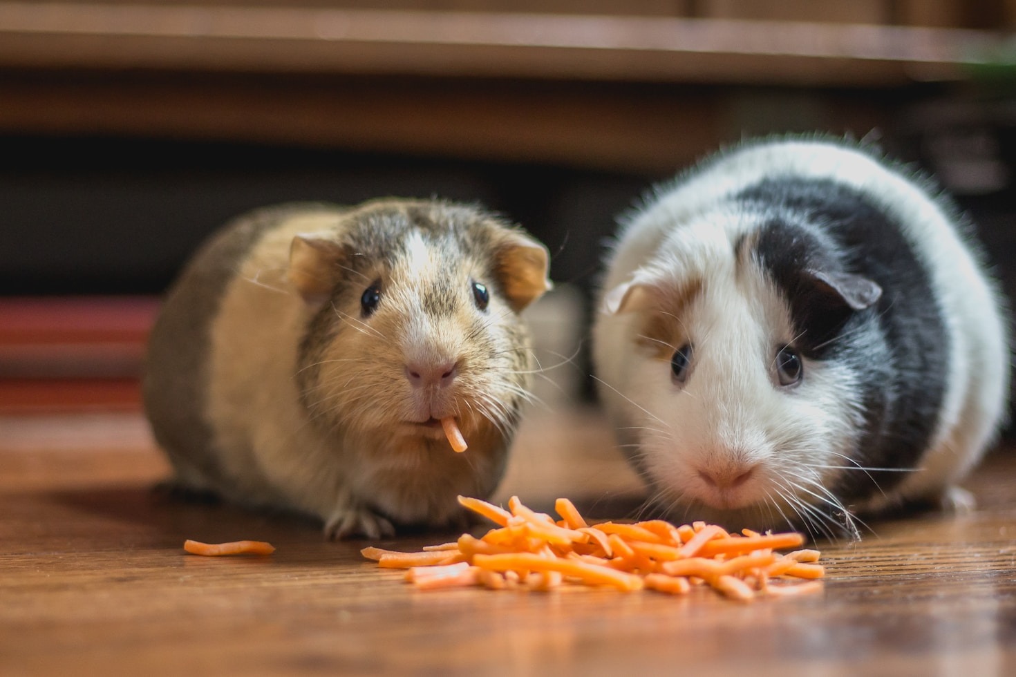 Dicas para Garantir a Saúde do Seu Animal de Estimação