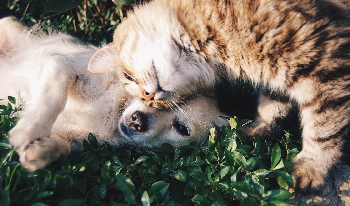As Melhores Práticas de Treinamento para Cães e Gatos