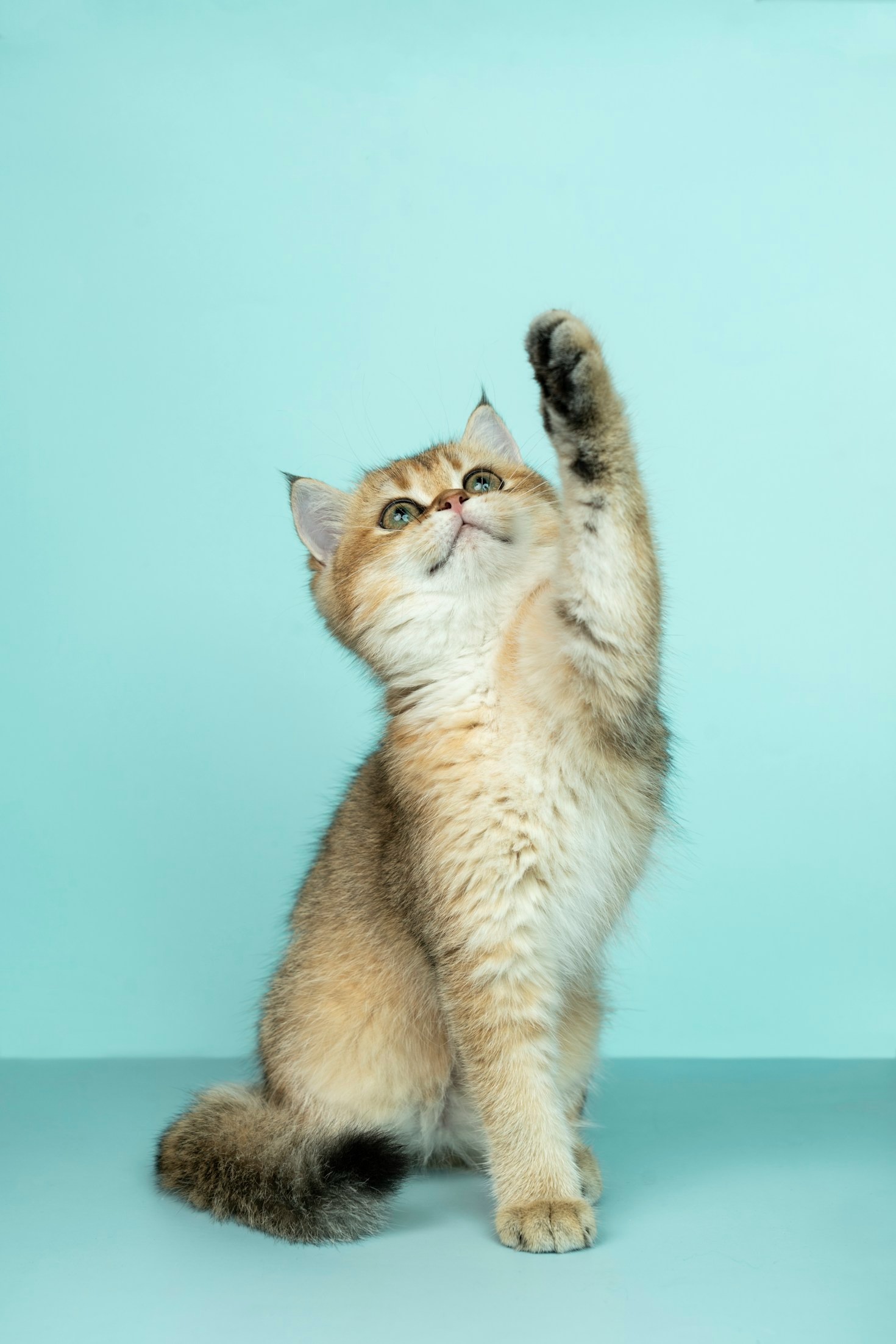 Produtos Essenciais para Facilitar Sua Vida com Pets