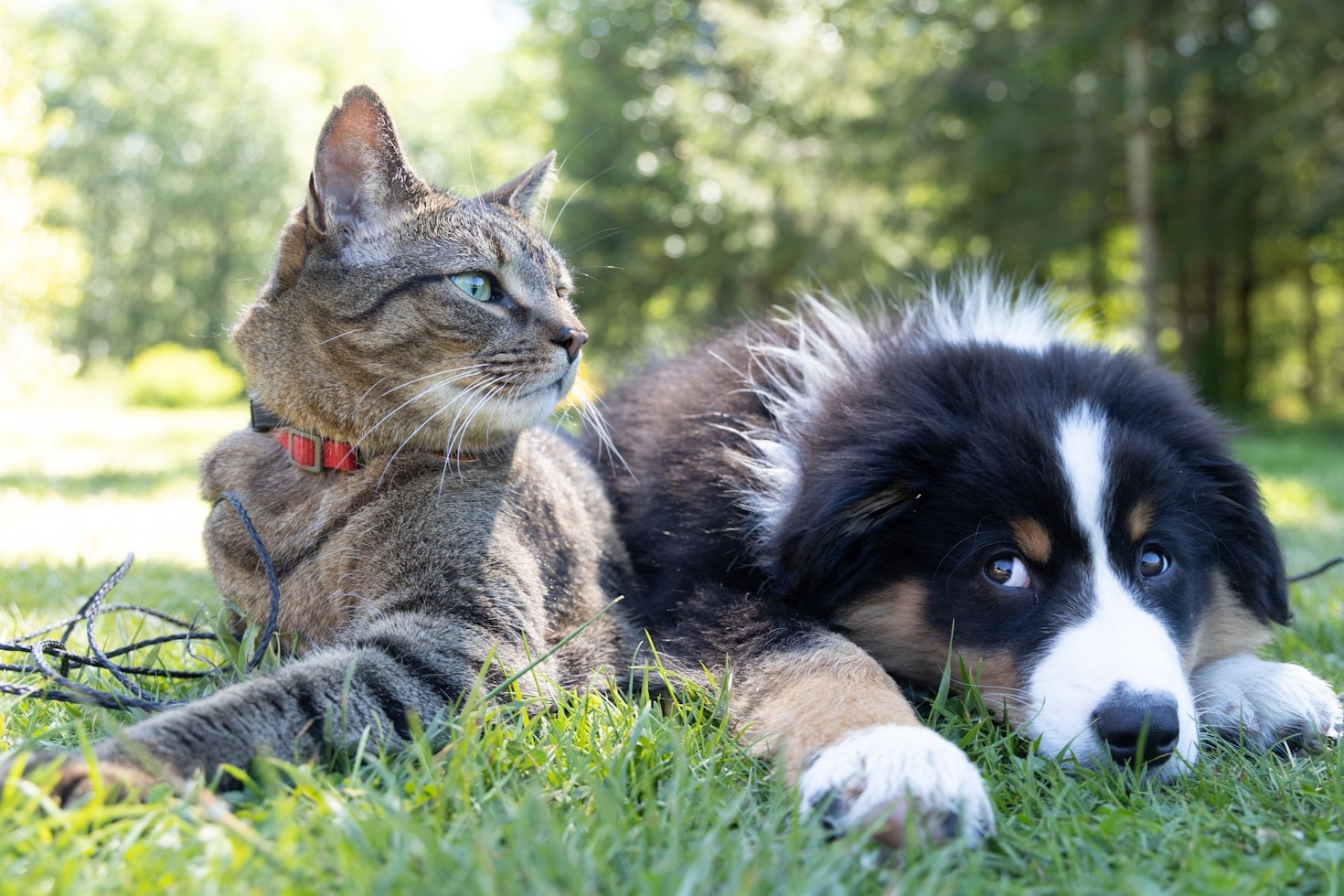 Guia Completo para Alimentação Saudável de Animais